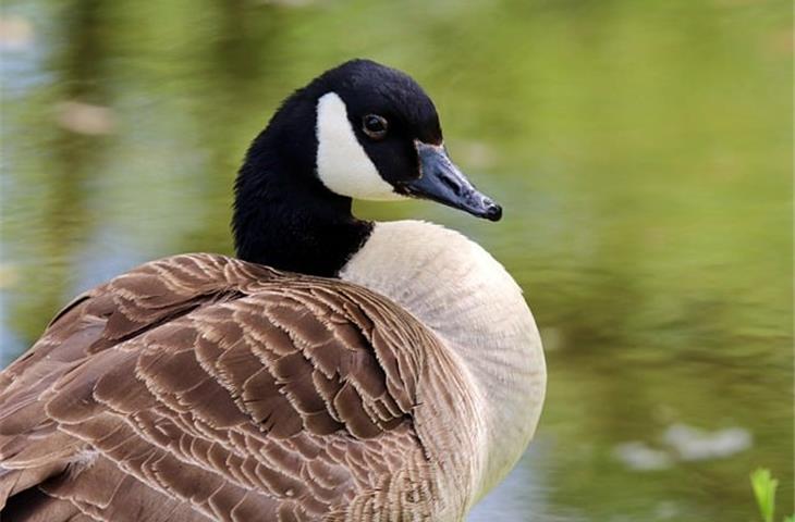 young goose skin care