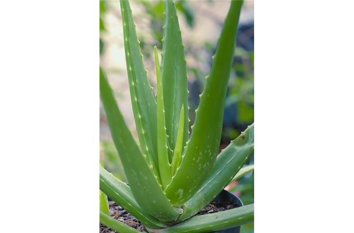 skin care products aloe vera